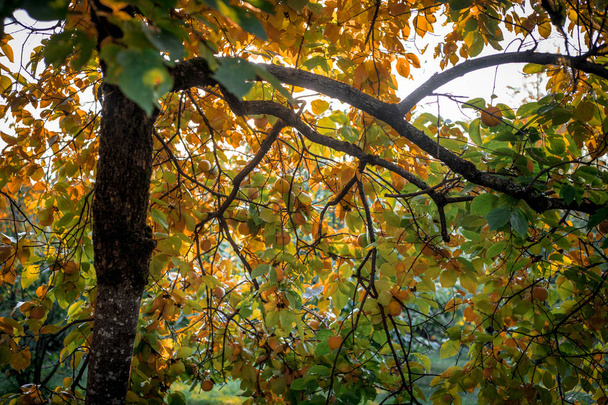 Escena de otoño. Hermoso parque otoñal. Sale del camino del bosque en otoño. Enfoque selectivo
 - Foto, Imagen