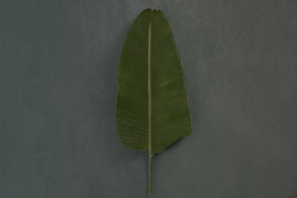 Newborn photography digital backdrop composite background bannana leaf - 写真・画像