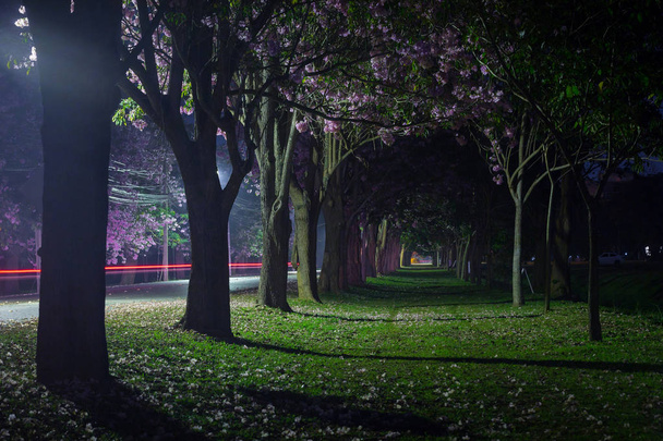 colpo scenico di ciliegi in fiore nel parco primaverile di notte
 - Foto, immagini