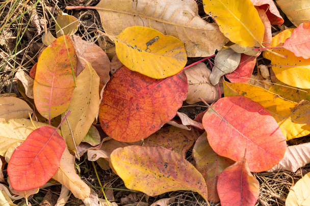 padající podzimní listí na zem  - Fotografie, Obrázek