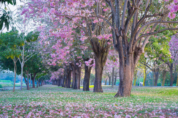 colpo scenico di ciliegi in fiore nel parco primaverile
 - Foto, immagini