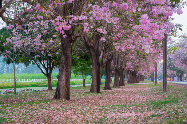 colpo scenico di ciliegi in fiore nel parco primaverile
 - Foto, immagini
