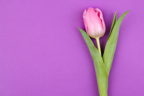 Bukiet kwiatów piękny różowy tulipany na modnym fioletowym tle jasne. Wiosną. wakacje. Widok z góry. miejsce dla tekstu. kwiat ramki - Zdjęcie, obraz