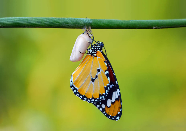 Hämmästyttävä hetki, Monarch Butterfly, toukka, pupa ja kehittymässä leikkausreitillä
 - Valokuva, kuva
