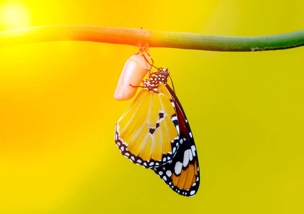 Momento increíble, Mariposa Monarca, oruga, pupa y emergente con camino de recorte
 - Foto, Imagen
