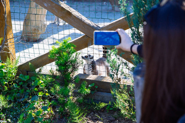 жінка фотографує лемура в зоопарку по телефону
 - Фото, зображення