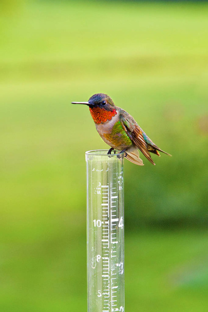 Samec Rudy-Throated kolibřík sedí na srážkoměr.. - Fotografie, Obrázek