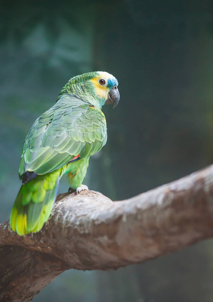 big green parrot on a thick branch - Foto, afbeelding