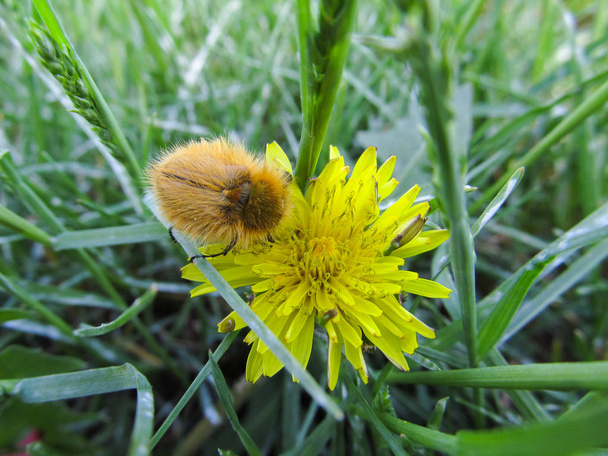 yellow furry beetle sits on a yellow flower in a green meadow. - Photo, Image