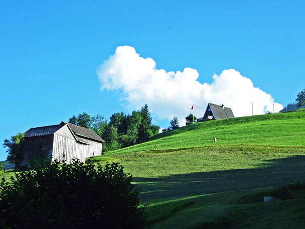 Tradycyjnych wiejskich gospodarstw architektury i zwierząt gospodarskich na stoku Alviergruppe, w Rhine valley - kantonu St. Gallen, Szwajcaria - Zdjęcie, obraz