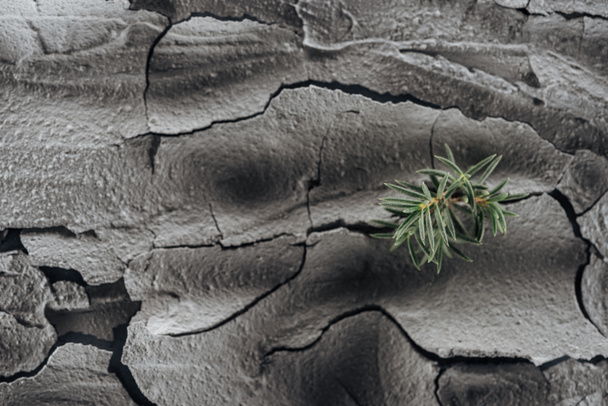 superfície seca do solo rachado com plantas verdes jovens, conceito de aquecimento global
 - Foto, Imagem