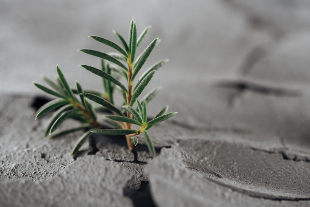 selective focus of young green plants on dried cracked soil surface, global warming concept - Photo, Image