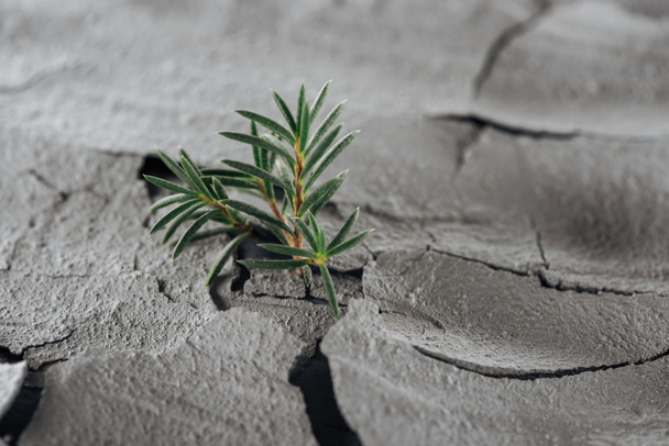 Selektivní fokus mladých zelených rostlin na rumišti povrchu, globální oteplování koncept - Fotografie, Obrázek