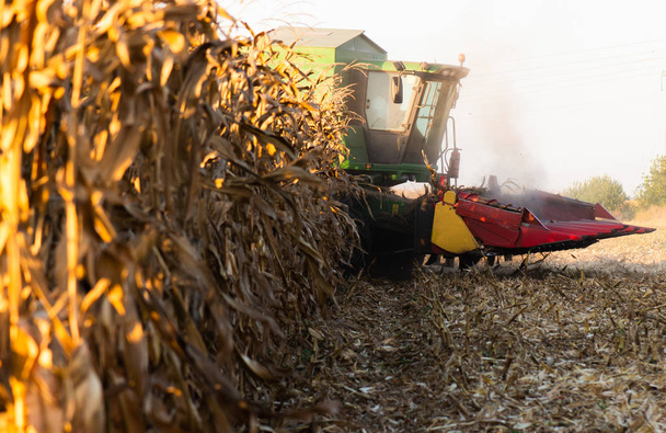 Betakarítás, kukorica mezőket, össze - Fotó, kép