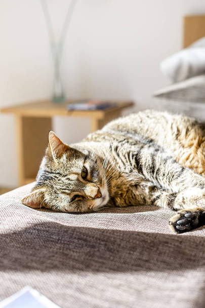gato marrón acostado en la cama en el sol
 - Foto, imagen