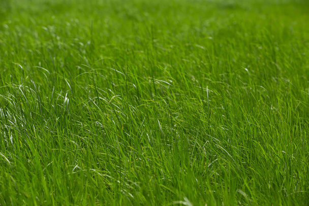 Taze yeşil çim arka planı kapat - Fotoğraf, Görsel