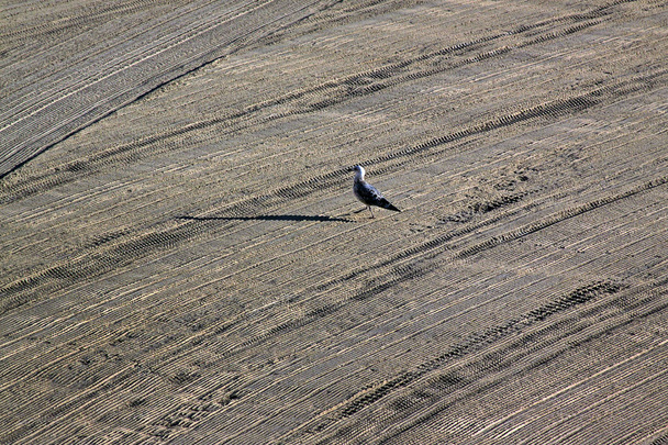 Lonely seagull on cleaned by a tractor sand on the Mediterranean beach in the morning. Antibes, Cote d'Azur, France. Large space for writing - Photo, Image