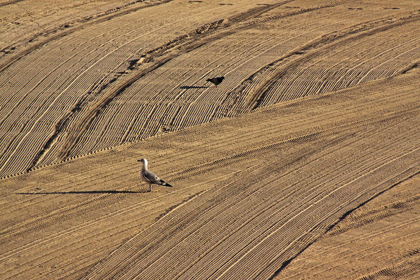Чайка и черный голубь на чистом тракторном песке на средиземноморском пляже утром. Antibes, Cote d 'Azur, France. Большое пространство для письма
 - Фото, изображение