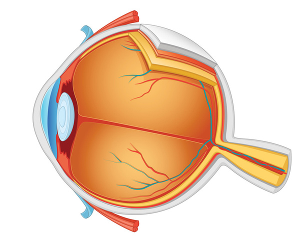 Векторная иллюстрация анатомии глаз
 - Вектор,изображение