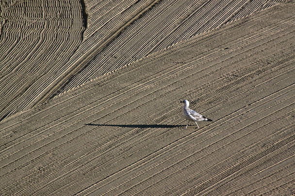 Одинокая чайка на чистом тракторном песке на средиземноморском пляже утром. Antibes, Cote d 'Azur, France. Большое пространство для письма
 - Фото, изображение