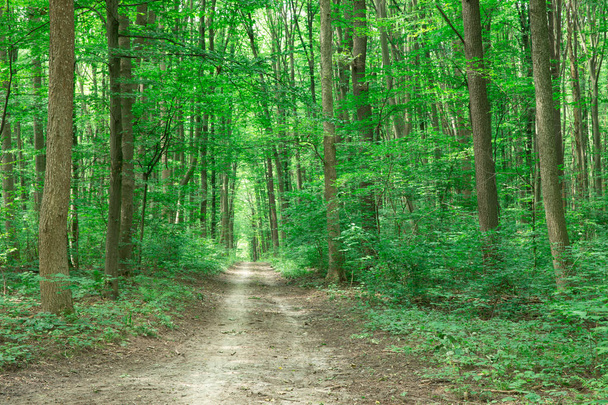 green Forest trees. nature green wood sunlight backgrounds - Φωτογραφία, εικόνα