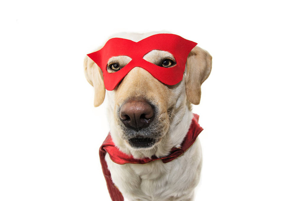 DOG SUPER HERO COSTUME. LABRADOR WEARING A RED MASK IN CAPE.  CARNIVAL OR HALLOWEEN PARTY . ISOLATED STUDIO SHOT AGAINST WHITE BACKGROUND. - Fotoğraf, Görsel