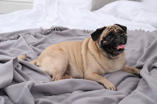 Ευτυχισμένος χαριτωμένο pug σκυλί στο κρεβάτι σε εσωτερικούς χώρους - Φωτογραφία, εικόνα