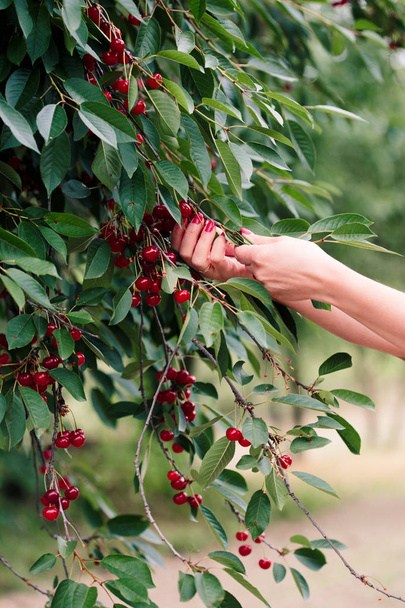 Woman picking cherry berries from tree - 写真・画像