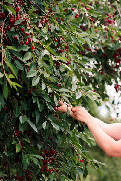 Woman picking cherry berries from tree - Фото, изображение