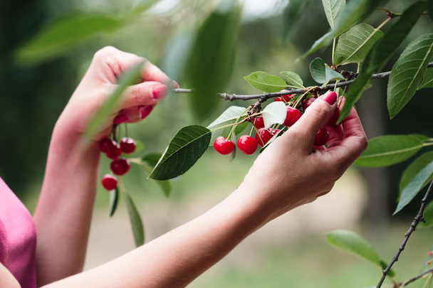 Woman picking cherry berries from tree - Foto, Imagem