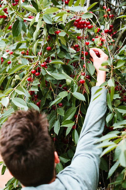 Young man picking cherry berries from tree - Fotoğraf, Görsel