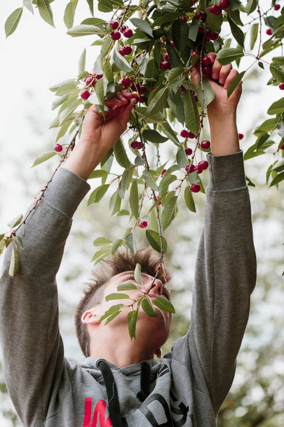 Young man picking cherry berries from tree - Foto, Bild