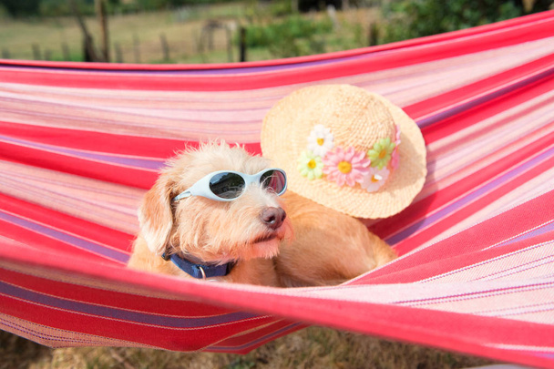 Портрет наружная маленькая собака породы крест с солнцезащитными очками в красочных полосатых гамак - Фото, изображение