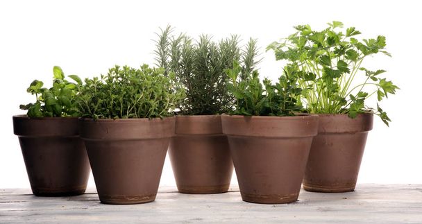 Herbes maison et aromatiques dans de vieux pots d'argile. Ensemble d'herbes culinaires. Sauge verte, origan et romarin
 - Photo, image