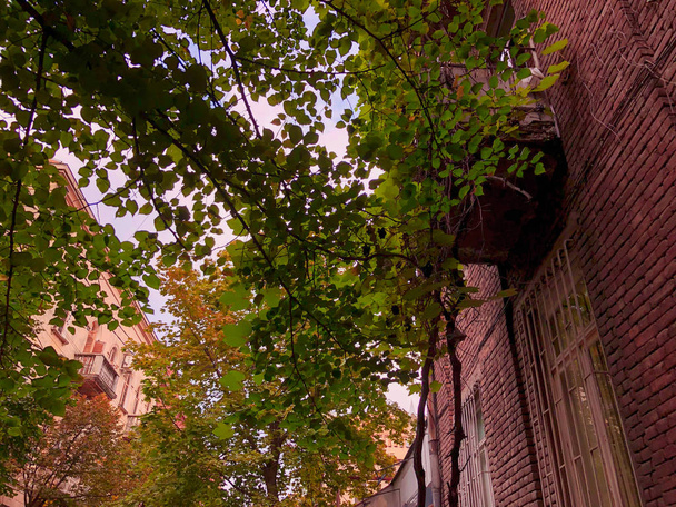 Green trees on the background of an old brick building on a street in the city - Фото, изображение