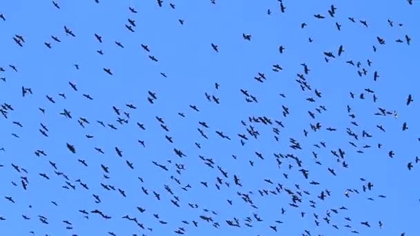 κοράκια πετούν στο μπλε του ουρανού - Πλάνα, βίντεο
