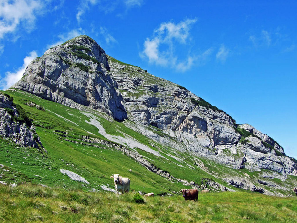 ライン渓谷 - ザンクト ・ ガレンのカントン スイス連邦共和国の川の Alviergruppe 山脈の斜面の牧草地で牛します。 - 写真・画像
