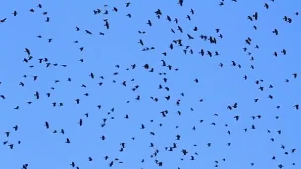 Εκατοντάδες κοράκια πετούν στο μπλε του ουρανού - Πλάνα, βίντεο