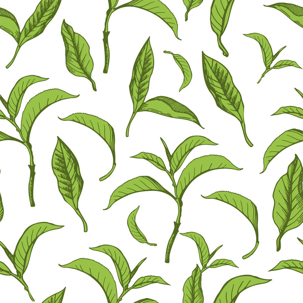 Vector beautiful illustration with pattern of green tea leaves. Seamless background. - Vektor, obrázek