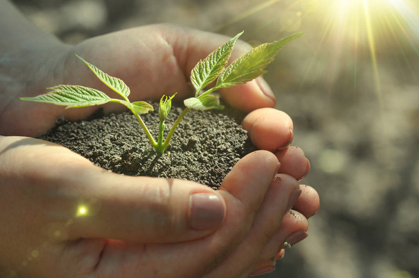 Young plant and sunbeams. Hands holding young sprout in soil. Care and protection concept.  - Photo, Image