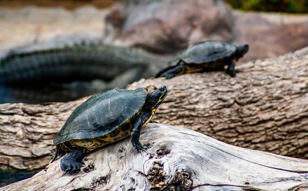 zwei kleine Schildkröten geht über einen Felsen - Foto, Bild