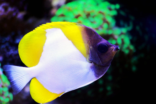 Keltainen pyramidi Butterflyfish - (Hemitaurichthys polylepis)
) - Valokuva, kuva