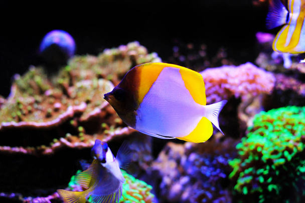 Yellow Pyramid Butterflyfish - (Hemitaurichthys polylepis) - Photo, Image
