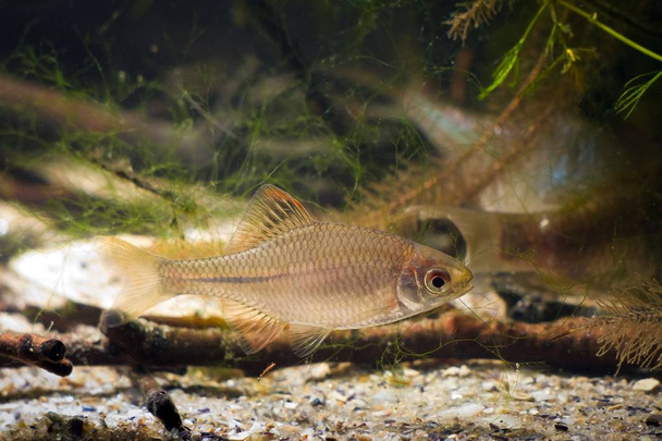 Rhodeus amarus, Europejskiego rzece, szeroko dzikie małe młodocianych ryb słodkowodnych w typowych umiarkowane rzeki biotopu akwarium - Zdjęcie, obraz
