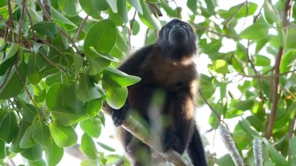 Singe hurleur mantelé tropical sur une branche dans les Caraïbes.Le singe hurleur mantelé ou singe hurleur mantelé doré est une espèce de singe hurleur, un type de singe du Nouveau Monde, originaire d'Amérique centrale et du Sud. C'est l'une des espèces de singes
 - Séquence, vidéo