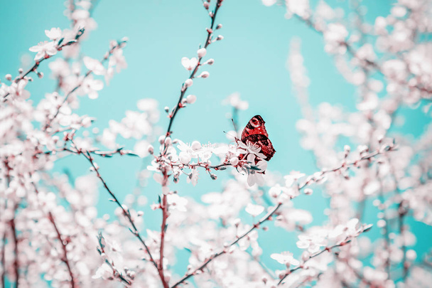 Spring white blossom and bright orange butterfly on the mint color sky background - Photo, Image