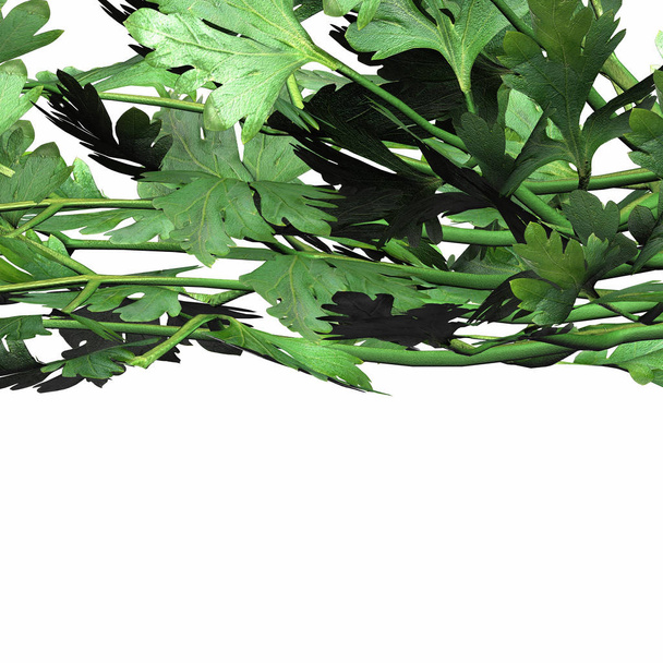 3d render of parsley vegetables - Foto, Imagem