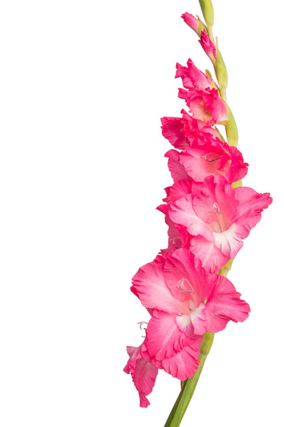 Pink gladiolus flower isolated on white background - 写真・画像