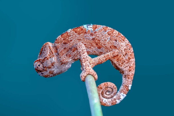 Makro záběry, Krásná přírodní scéna zelený chameleon  - Fotografie, Obrázek