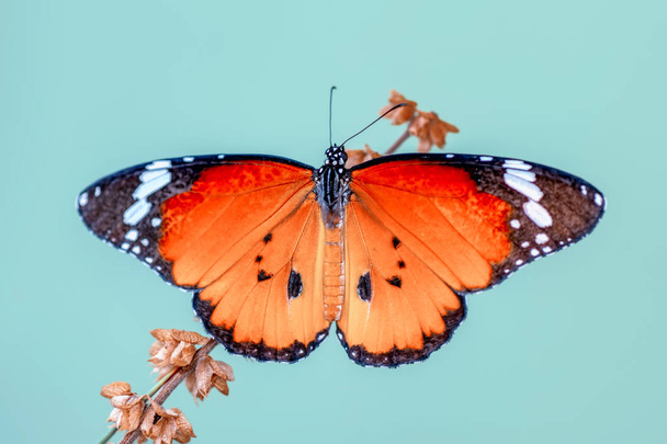  Closeup   beautiful butterfly sitting on flower - Фото, зображення